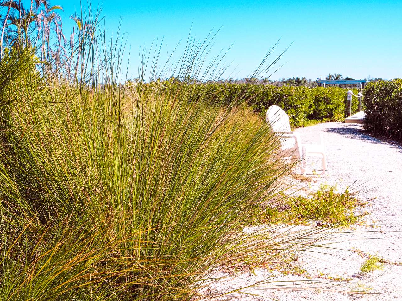 grass and sand