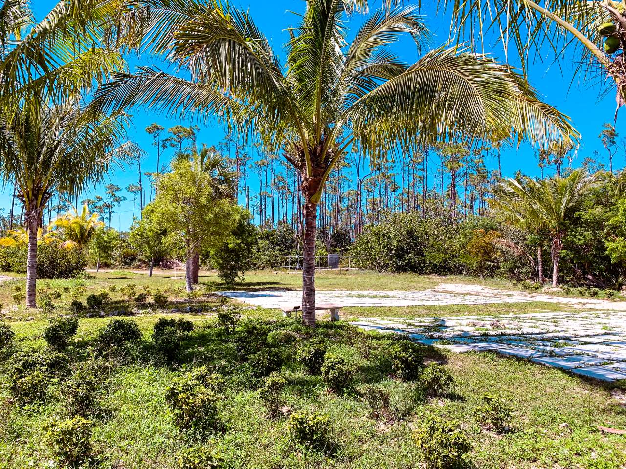 palm tree