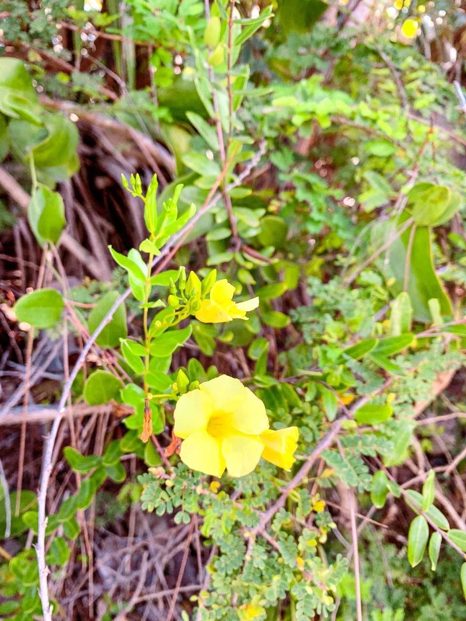 yellow flowers