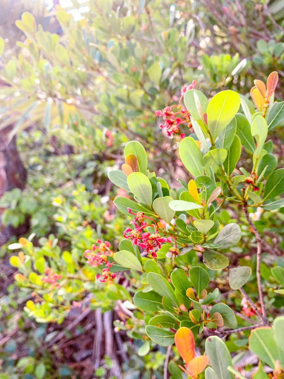 red flowers