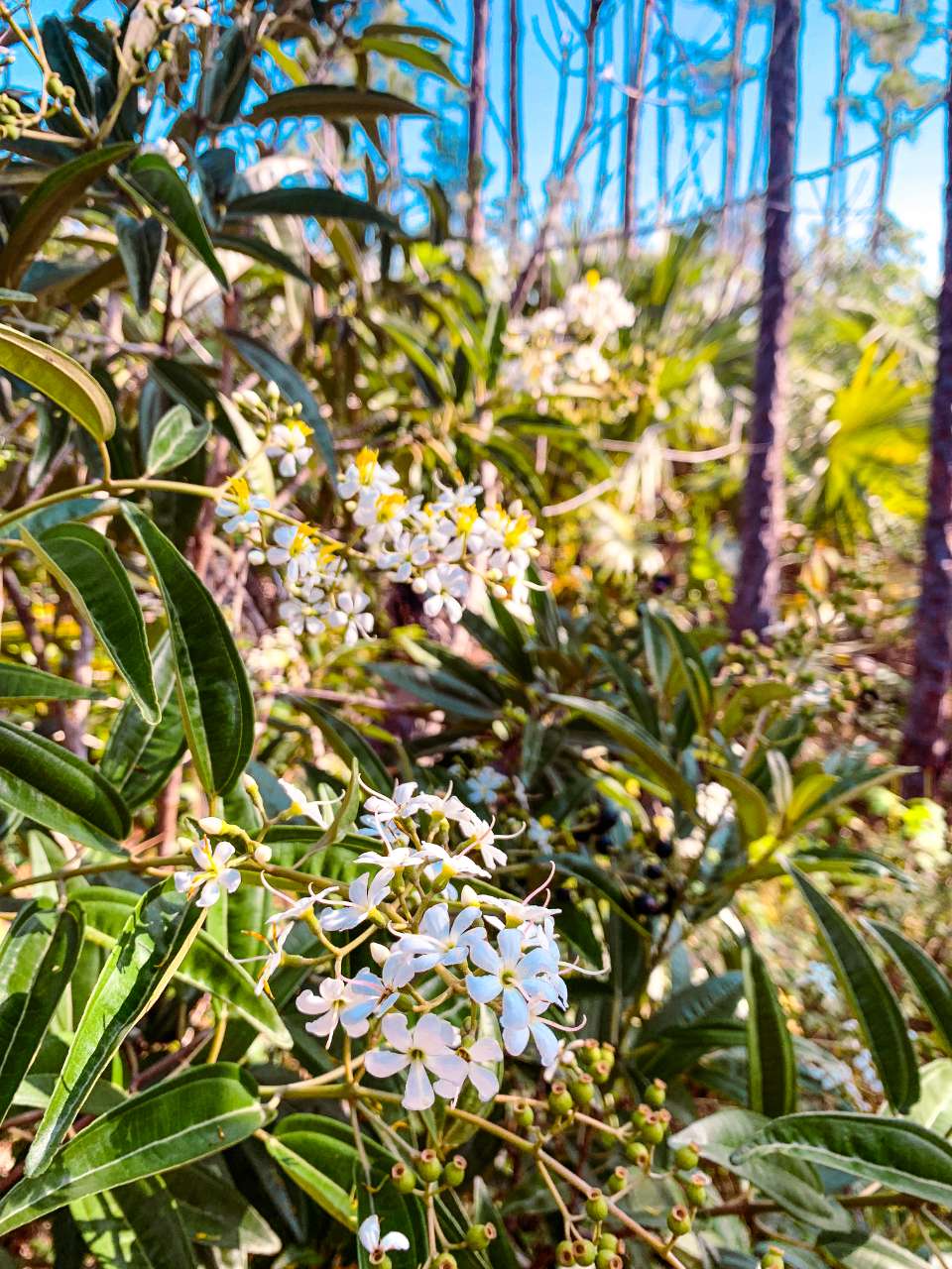 white flowers