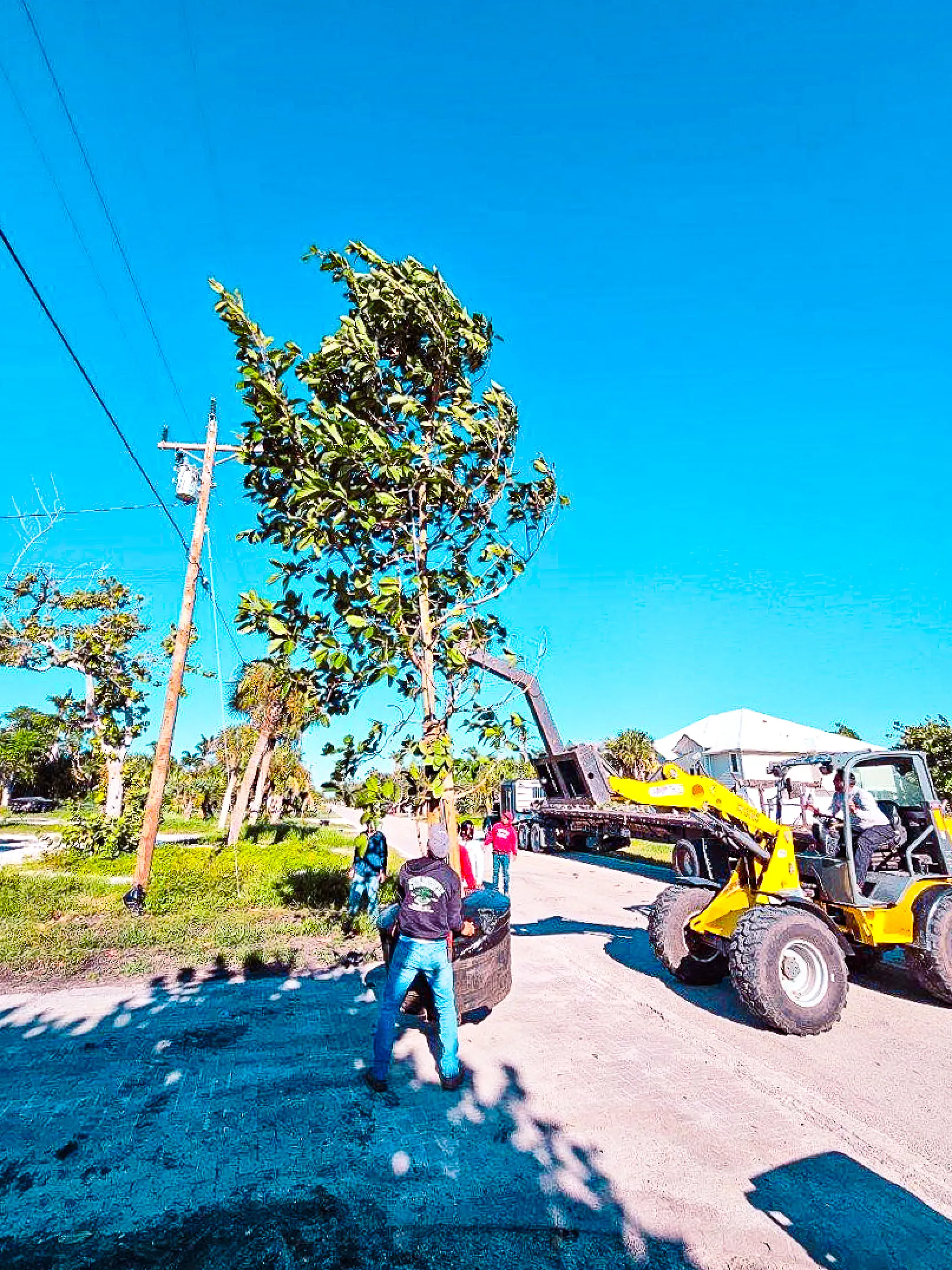 tractor with tree