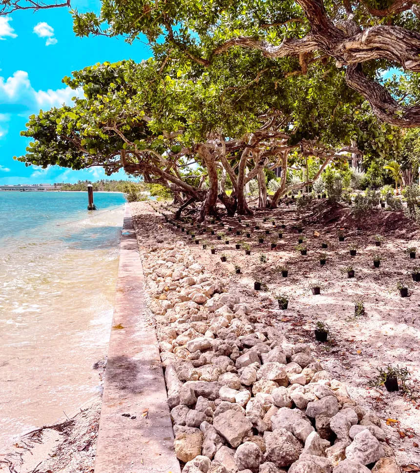 trees on the beach