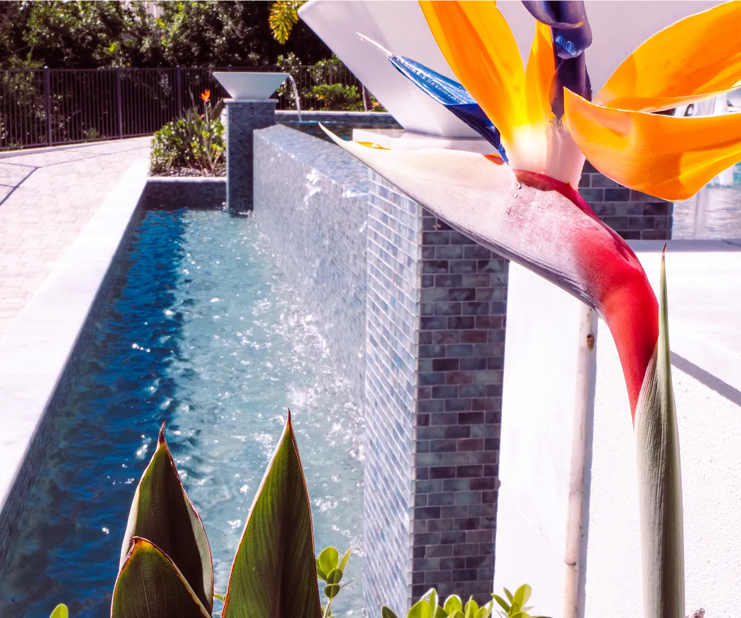 flowers view from pool area